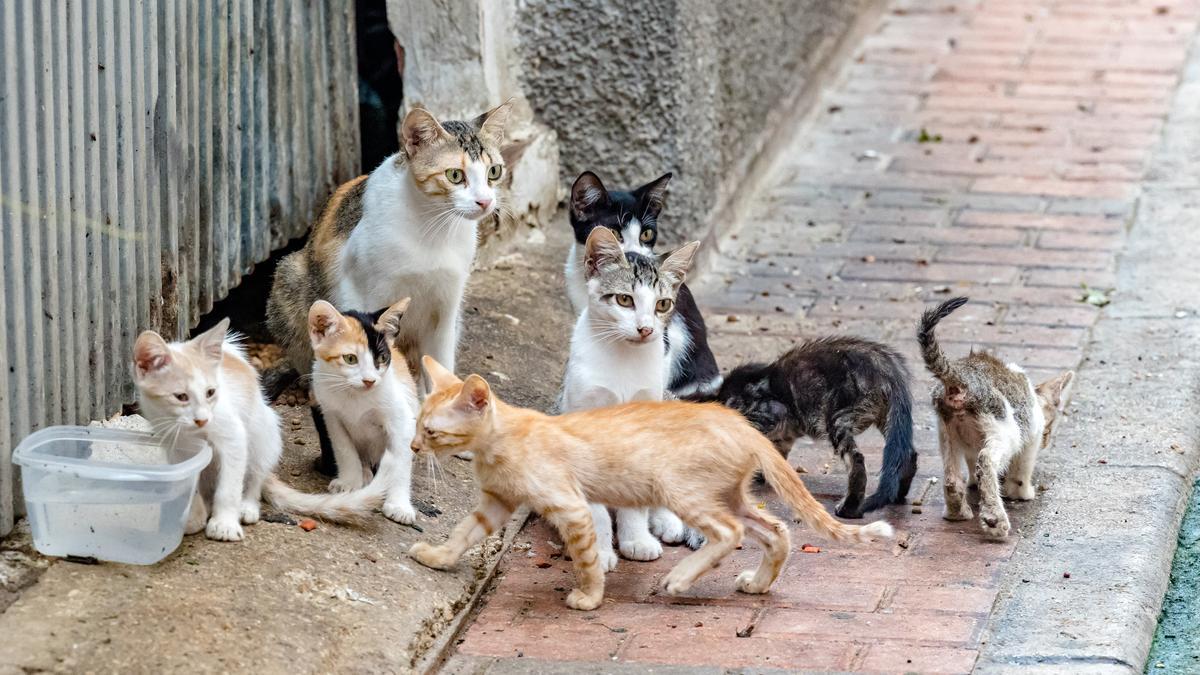 El exceso de la población felina callejera causa potenciales daños a la salubridad y la fauna.